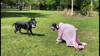 Funny Great Dane Bunny Costumes Become Epic Wardrobe Malfunction