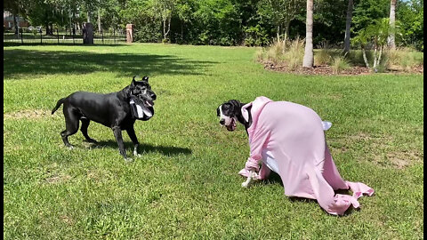 Funny Great Dane Bunny Costumes Become Epic Wardrobe Malfunction