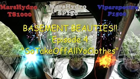 Basement Beauties! Ep.4 #MarsHydro #Viparspectra 👽 #NorthGenetics 🍍 #SevenLeafGenetics 👀💃🏼💃🏾💃day22