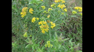 Pollination Warriors Wild Flat Top Goldenrod Sept 2021