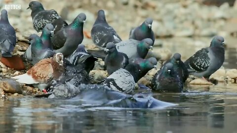 The Fish That Huts Pigeons | Planet Earth II | BBC Earth 🌎🌍