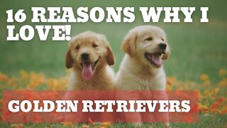 2023 16 Reasons Why I LOVE Golden Retrievers