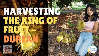 Harvesting the King of Fruit - #Durian