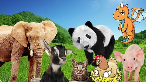 The most interesting animals: elephants, pandas, goats, chickens, pigs,