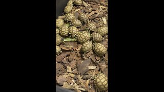 Baby Sulcata Tortoises