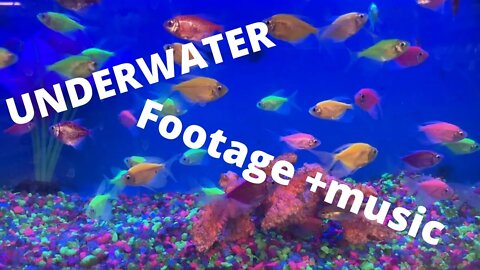 UNDERWATER Footage +music l Nature Relaxation Rare & Colourful sea life vedio #sabircool #youtube
