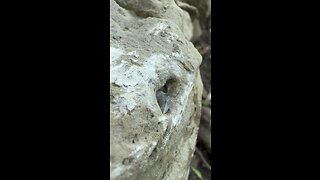 Digging for herkimer diamonds