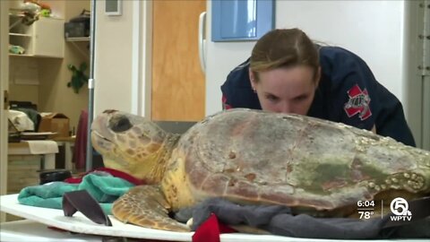 Loggerhead Marinelife Center's CEO, chairman address water quality issues, sudden resignations