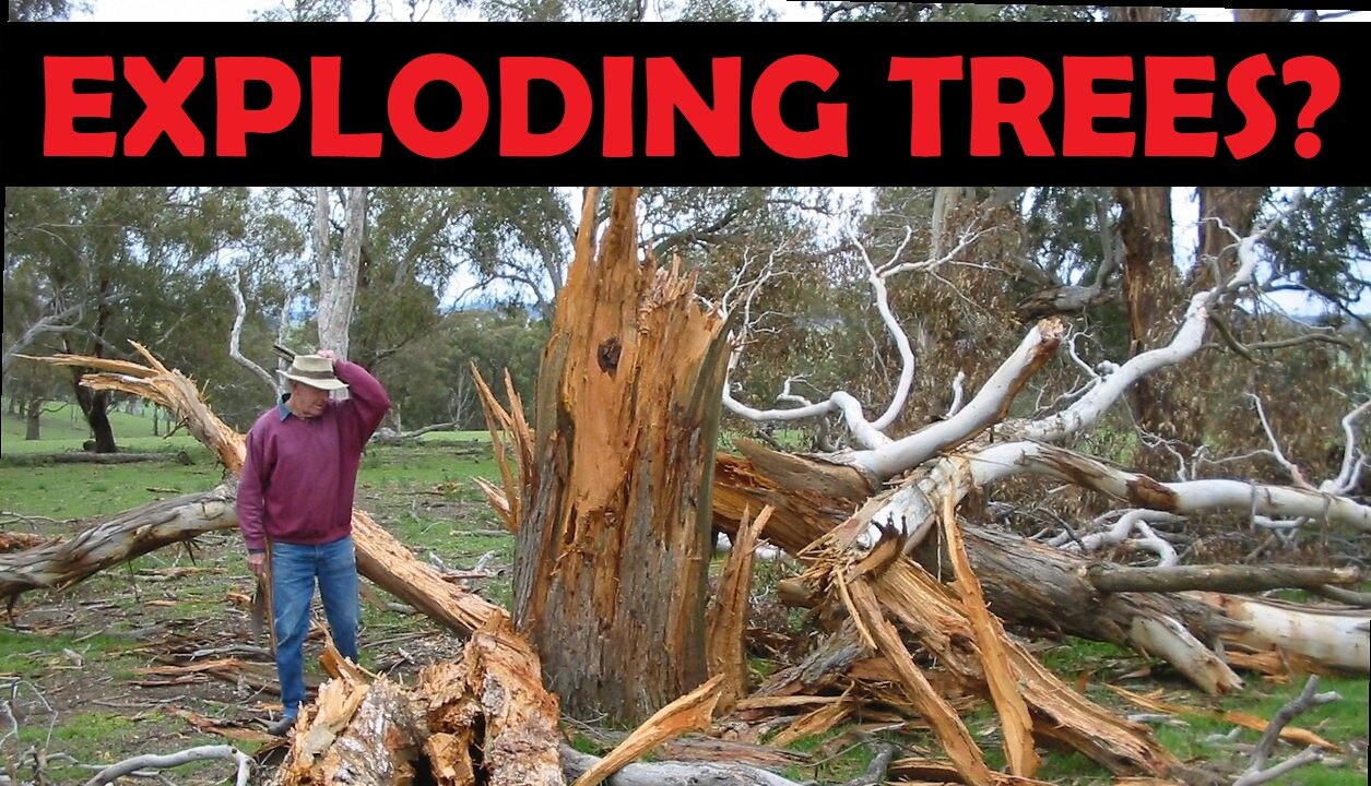 Exploding Target Tree Removal (Over 500K views on YouTube)