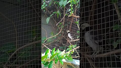 Ternak Burung Jalak Hongkong
