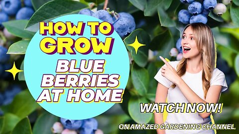 how to grow Blueberry at home I Grow #blueberries at home now I #AmazedGardening I #Blueberriesfruit