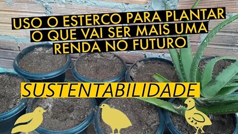 PLANTEI MUDA DA BABOSA COM ESTERCO DAS CODORNAS / VIVER DE CODORNA