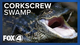 Over 1,000 Acres Mulched of Audubon’s Corkscrew Swamp Sanctuary