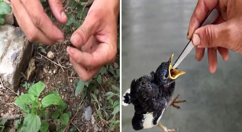 Man look for insects to feed a hungry baby bird!