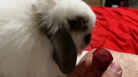 MarshMellow eats strawberry