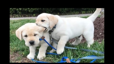 Funniest & Cutest Labrador Puppies #2 - Funny Puppy Videos 2020