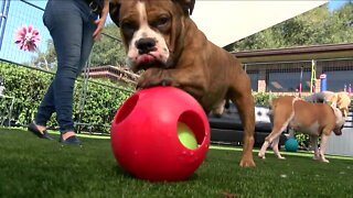 Bully Project searching for new facility to house dozens of Pitbulls