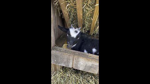 Baby goat (Spice)