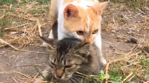 cats mating in the garden