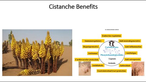 Cistanche Benefits