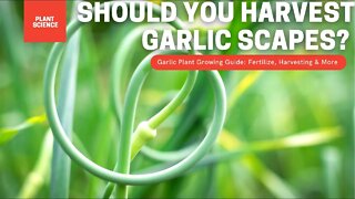 Should You Harvest Garlic Scapes? The Guide To Growing Garlic In Canada | Crop Series Episode 06