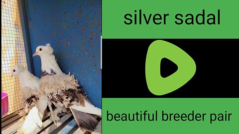 Silver sadal feral breeder pair