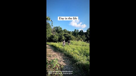 Day In The Life of A Homesteader