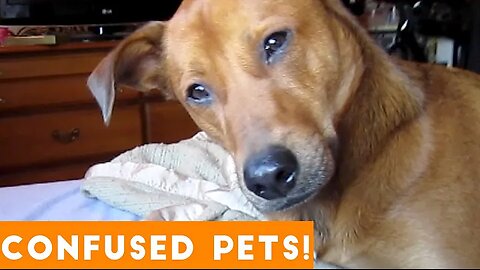 Funniest Confused Pets Compilation 2018 | Funny Pet Videos