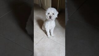 Poodle e a humana doida imitando o passarinho