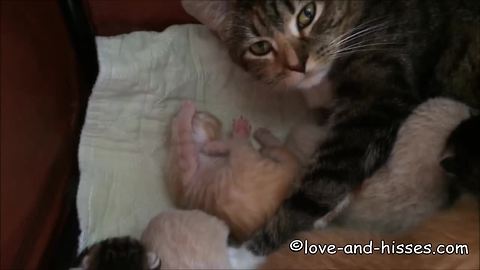 Tiny newborn kitten learns how to clean paws