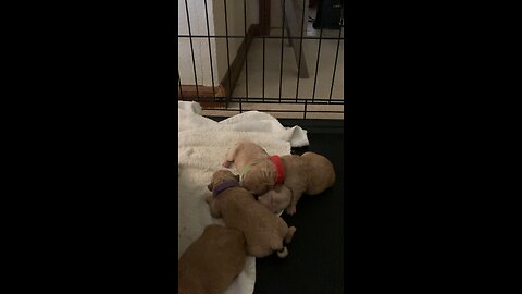 Poodle puppies napping