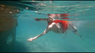 Funny Swimming Great Dane Above & Underwater Go Pro Black 9 Views