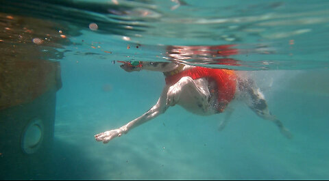 Funny Swimming Great Dane Above & Underwater Go Pro Black 9 Views