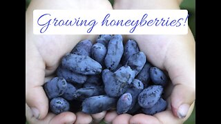 Growing honeyberries!