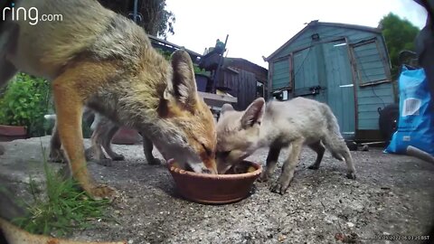 🦊 Foxy family mum and two cubs all eating together - am away for a week!