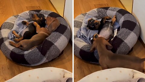 Mini Dachshund Sisters Adorably Fight Over Doggy Bed