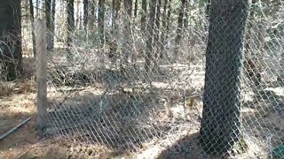 Fencing the paddock