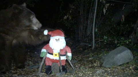 Caught On Camera: Bear Attacks Santa