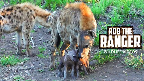 Watching Hyenas | Hyena Den Under The Road | Kruger National Park
