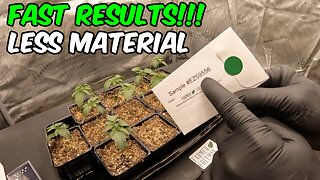 BEST WAY TO FIND FEMALE PLANTS FROM REGULAR SEEDS!!! HOW TO SEX TEST