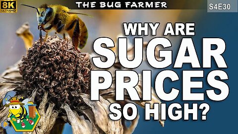 The Great Honeybee Die Off | Supply Chain Crisis Hits Bees | famine | food shortage | #beekeeping