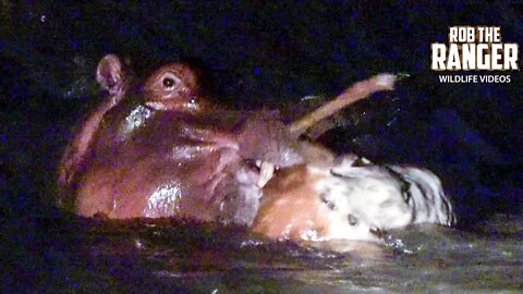 Watch This Extremely Rare Footage Of Hippo Eating Impala!! | Raw Africa