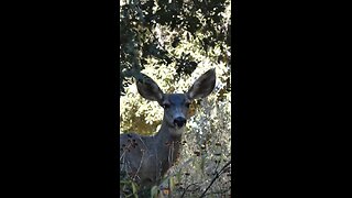 Mule Deer 🦌Doe Encounter