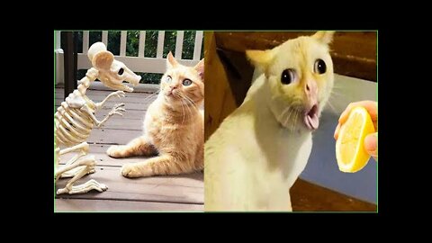 Best Funny Animals Video 2022 - Newest Cats😹 and Dogs🐶 Videos of the Week! #70
