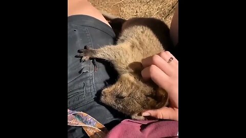 Cute funny Quokka -120