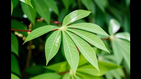 Agricultural Processing cassava farming