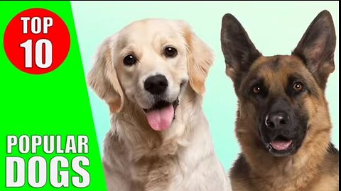 top 10 most Popular dog breeds in the world