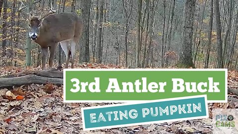 Buck with 3rd antler growth enjoying the pumpkins Wildlife Cam 2