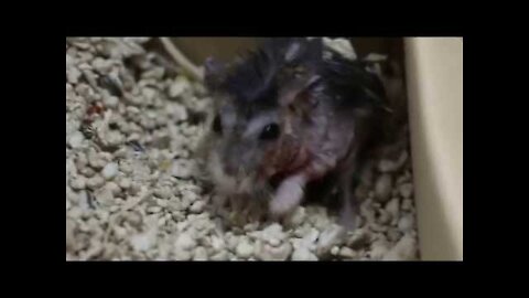 A very itchy dwarf hamster