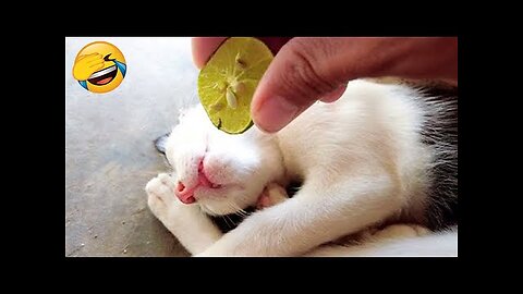 Funny animals - Cats | Dogs - Try not to laugh #5